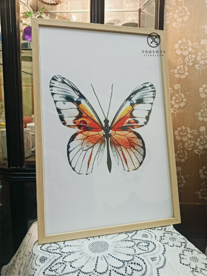 Picture of Butterfly